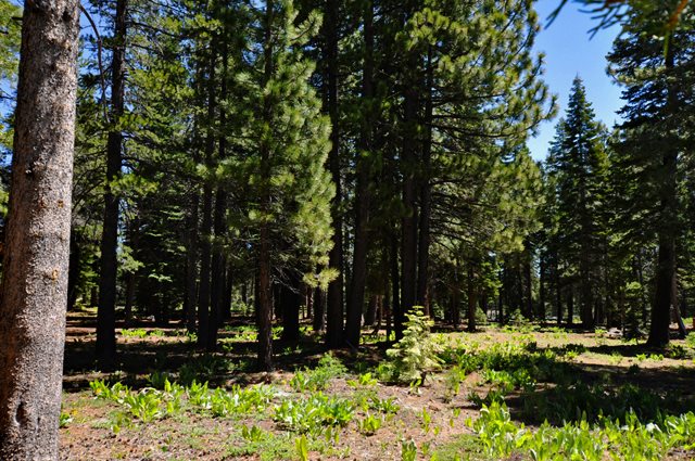 13742 Skiview Loop Truckee CA 96161 Sold Property