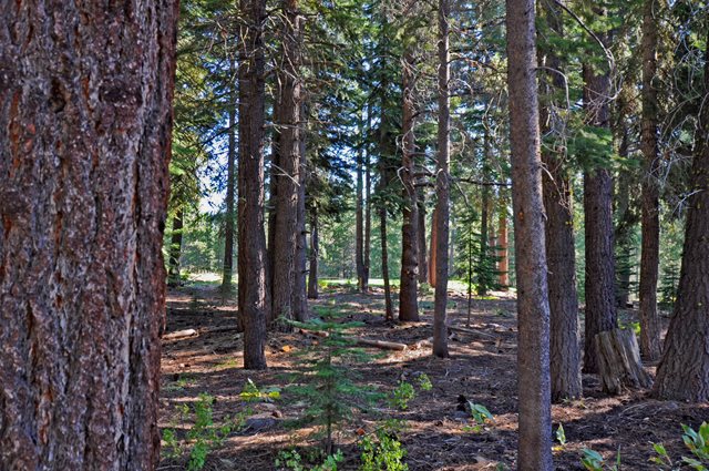 13742 Skiview Loop Truckee CA 96161 Sold Property