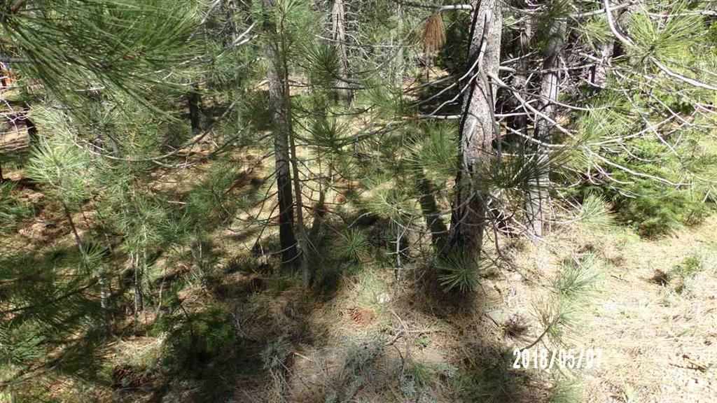 7300 Canyon Drive Portola CA 96122 Sold Property