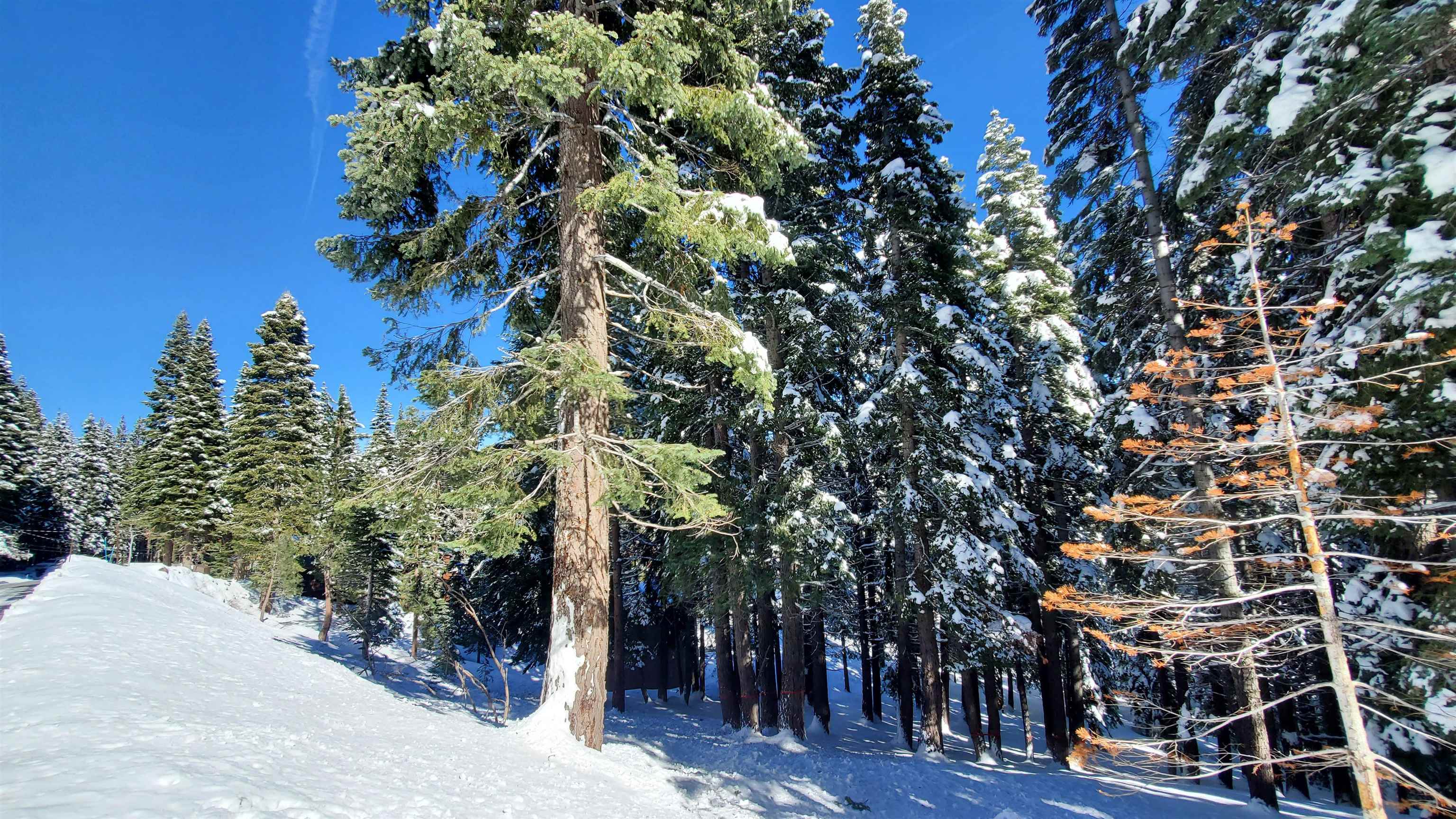 11055 Innsbruck Avenue Truckee CA 96161-6558 Sold Property