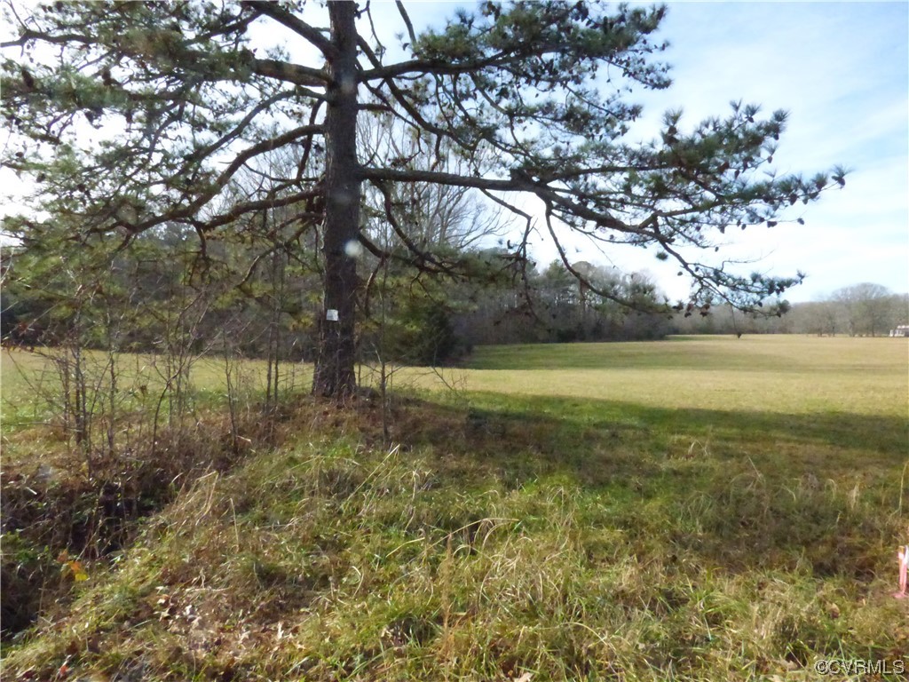 View of local wilderness