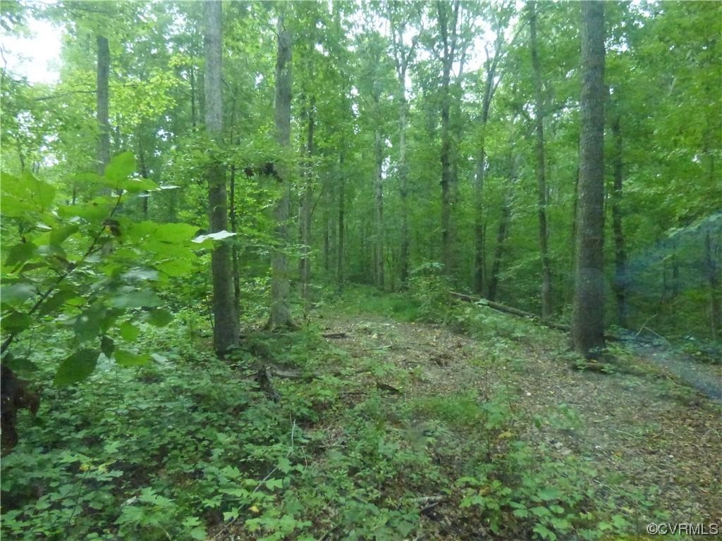 View of local wilderness
