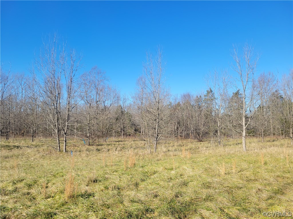 View of local wilderness