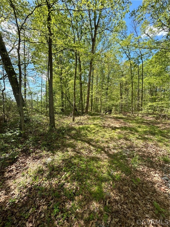 View of local wilderness