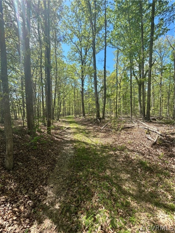 View of local wilderness