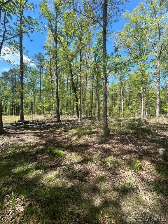View of local wilderness