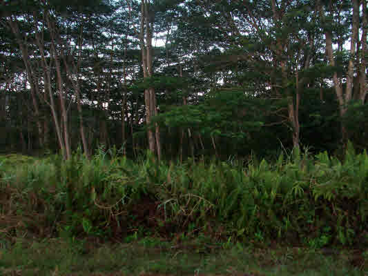 13th Ave Keaau Hi 96749 Sold Property