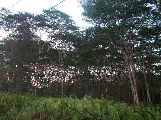 13th Ave Keaau Hi 96749 Sold Property
