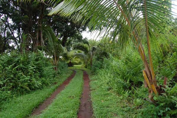 Opihikao Rd Pahoa Hi 96778 Sold Property