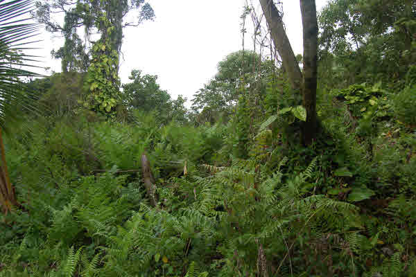 Opihikao Rd Pahoa Hi 96778 Sold Property