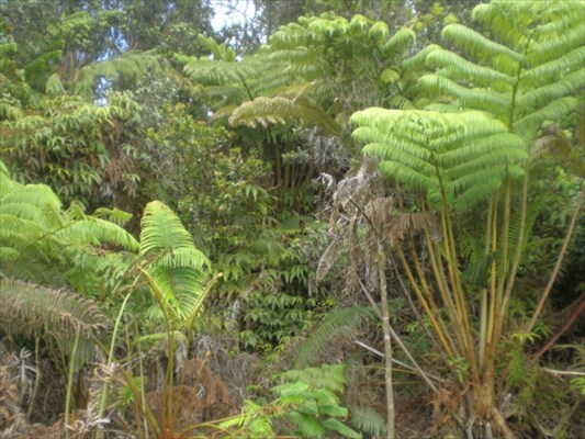Liona St. Volcano Hi 96785 Sold Property