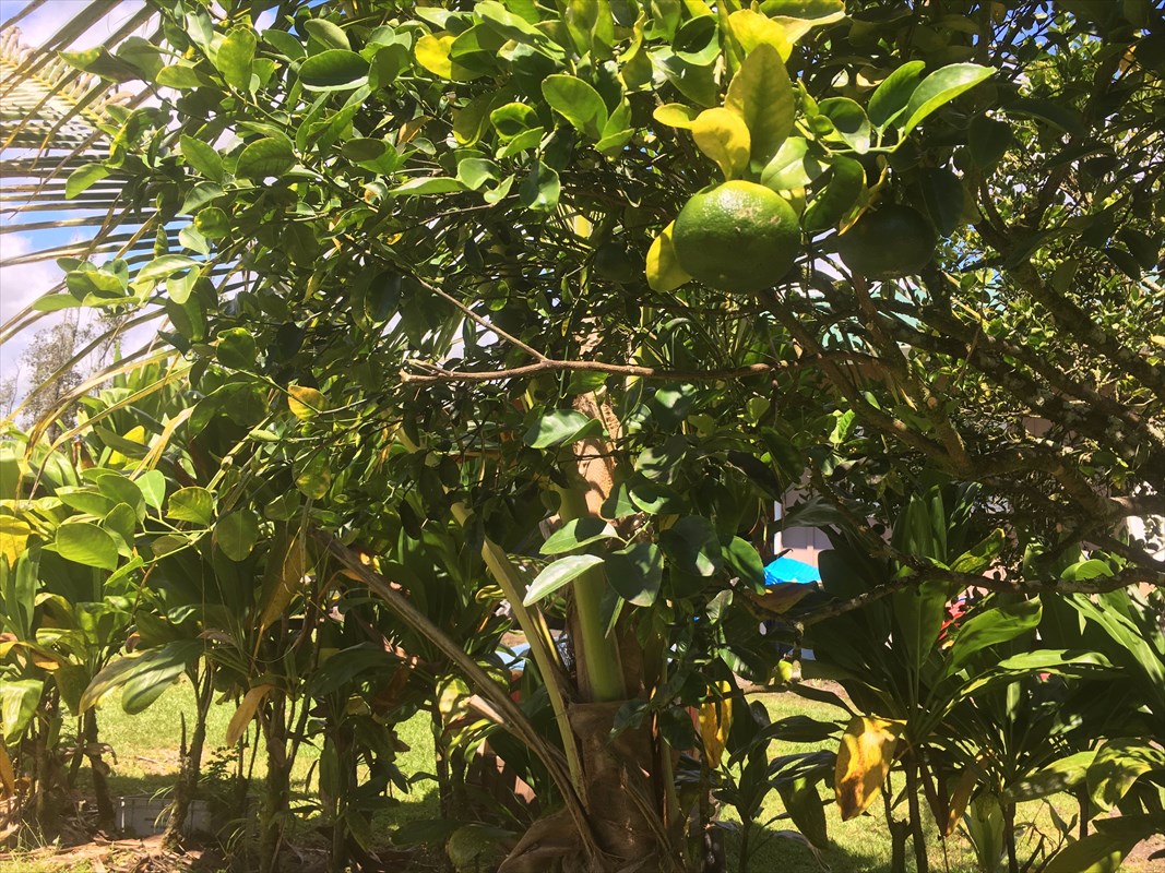 16-2104 Rainbow Dr Pahoa Hi 96778 Sold Property