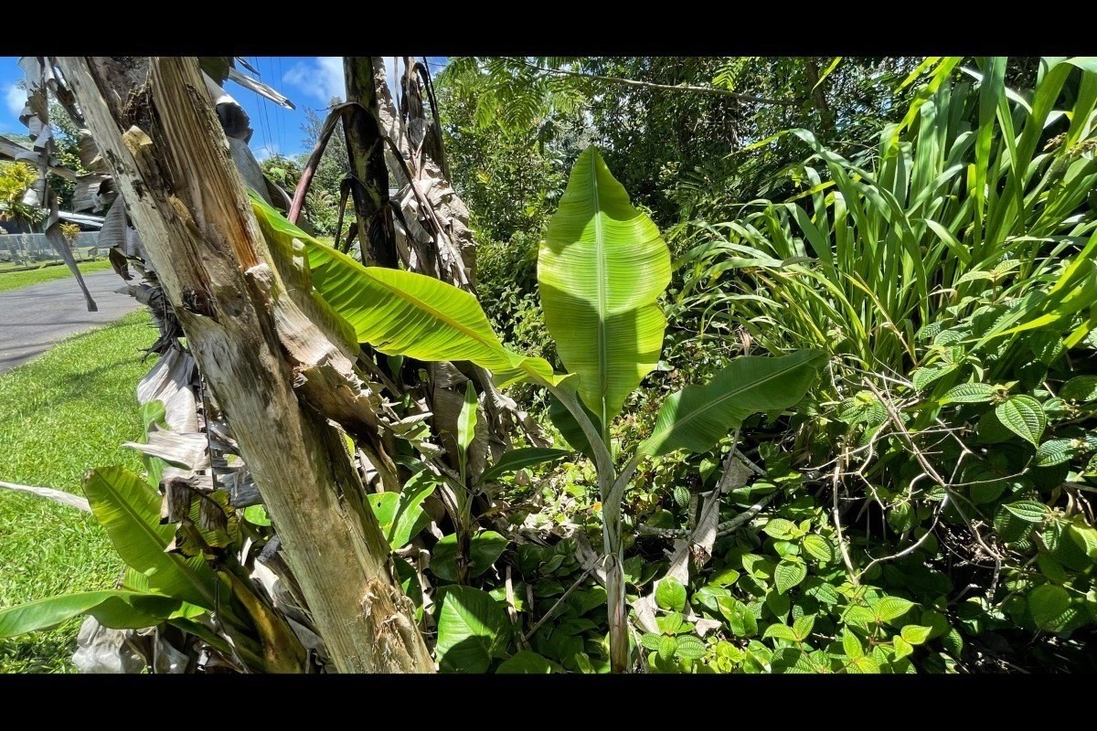 Kaku St Pahoa Hi 96778 Sold Property