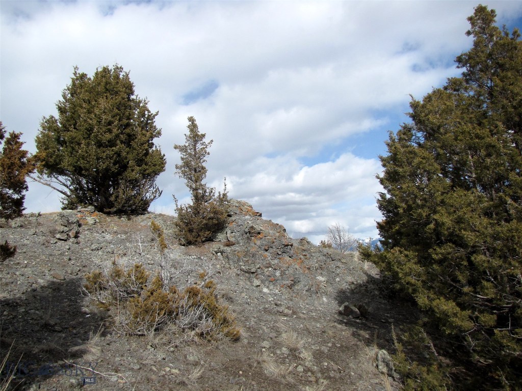 Some juniper trees on a rock outcropping