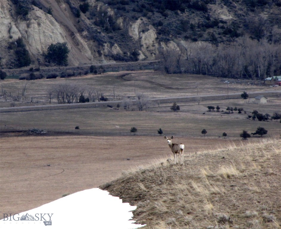 Mule deer on neighboring property checking out the